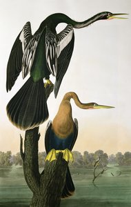 ロバートハヴェル（1793-1878）1836によって彫刻された「アメリカの鳥」からの黒請求ダーター